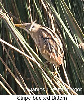 Stripe-backed Bittern - © James F Wittenberger and Exotic Birding LLC