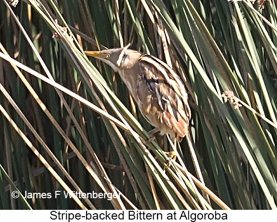 Stripe-backed Bittern - © James F Wittenberger and Exotic Birding LLC