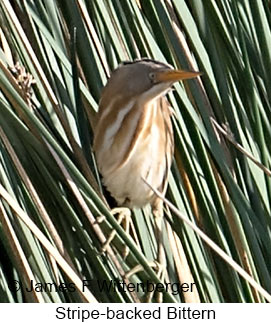 Stripe-backed Bittern - © James F Wittenberger and Exotic Birding LLC