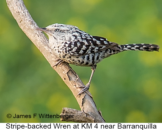 Stripe-backed Wren - © James F Wittenberger and Exotic Birding LLC