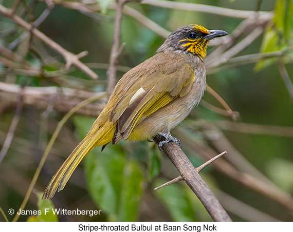 Stripe-throated Bulbul - © James F Wittenberger and Exotic Birding LLC