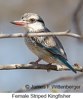 Striped Kingfisher - © James F Wittenberger and Exotic Birding LLC