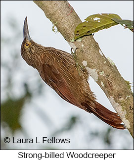 Strong-billed Woodcreeper - © Laura L Fellows and Exotic Birding LLC