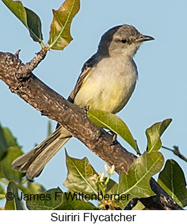 Suiriri Flycatcher - © James F Wittenberger and Exotic Birding LLC