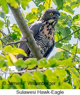 Sulawesi Hawk-Eagle - © James F Wittenberger and Exotic Birding LLC