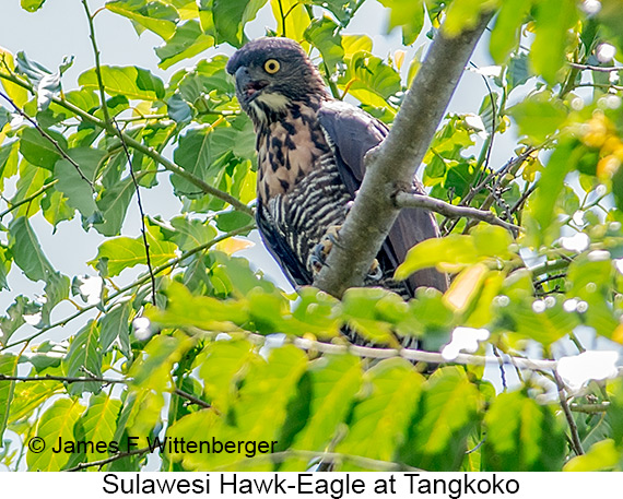 Sulawesi Hawk-Eagle - © James F Wittenberger and Exotic Birding LLC