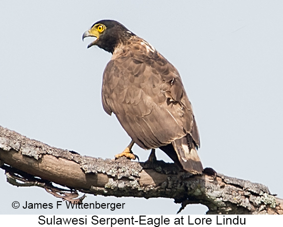 Sulawesi Serpent-Eagle - © James F Wittenberger and Exotic Birding LLC