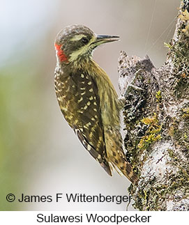 Sulawesi Woodpecker - © James F Wittenberger and Exotic Birding LLC