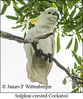 Sulphur-crested Cockatoo - © James F Wittenberger and Exotic Birding LLC
