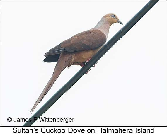 Sultan's Cuckoo-Dove - © James F Wittenberger and Exotic Birding LLC