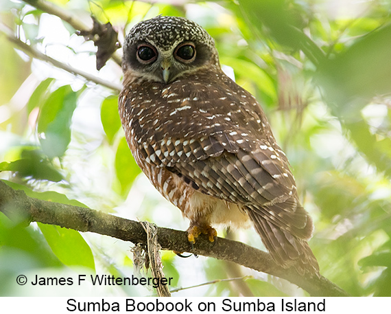 Sumba Boobook - © James F Wittenberger and Exotic Birding LLC