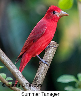 Summer Tanager - © Laura L Fellows and Exotic Birding LLC