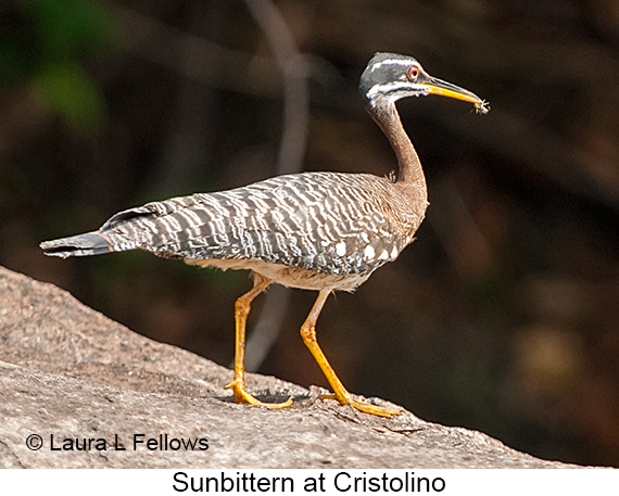 Sunbittern - © James F Wittenberger and Exotic Birding LLC