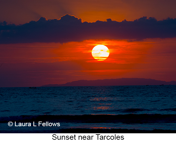 Sunset - © James F Wittenberger and Exotic Birding LLC