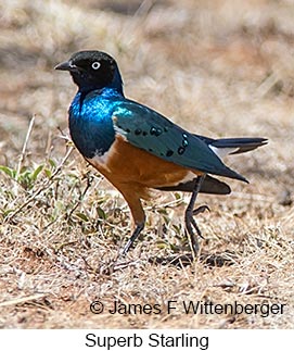 Superb Starling - © James F Wittenberger and Exotic Birding LLC