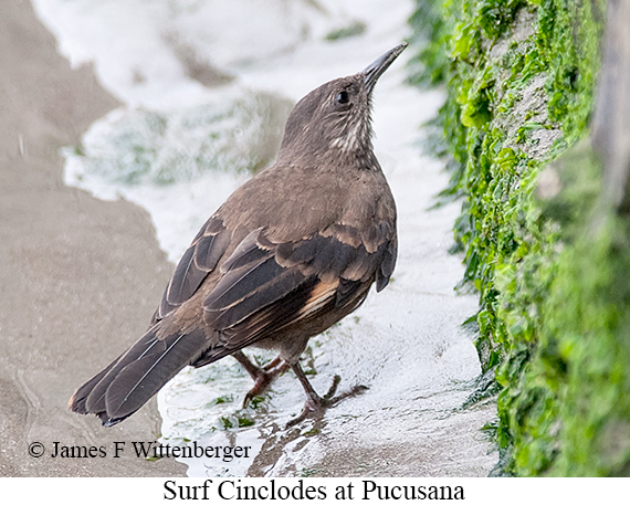 Surf Cinclodes - © James F Wittenberger and Exotic Birding LLC
