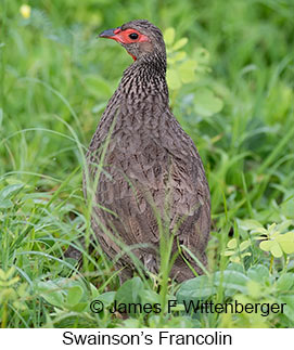 Swainson's Francolin - © James F Wittenberger and Exotic Birding LLC