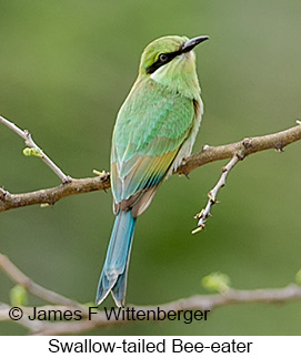 Swallow-tailed Bee-eater - © James F Wittenberger and Exotic Birding LLC