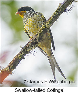 Swallow-tailed Cotinga - © James F Wittenberger and Exotic Birding LLC