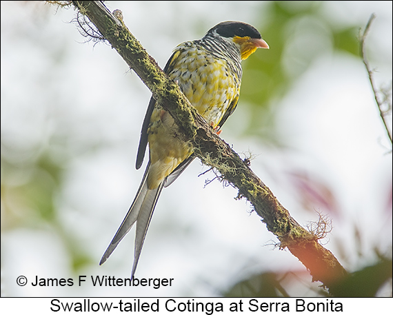Swallow-tailed Cotinga - © James F Wittenberger and Exotic Birding LLC