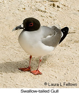 Swallow-tailed Gull - © Laura L Fellows and Exotic Birding LLC