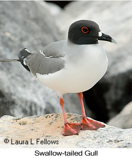 Swallow-tailed Gull - © Laura L Fellows and Exotic Birding LLC