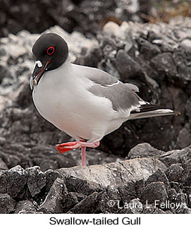 Swallow-tailed Gull - © Laura L Fellows and Exotic Birding LLC