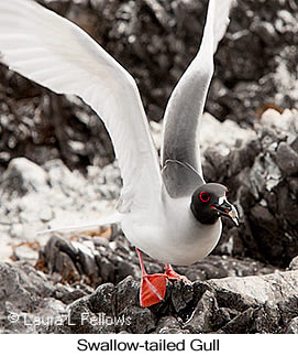 Swallow-tailed Gull - © Laura L Fellows and Exotic Birding LLC