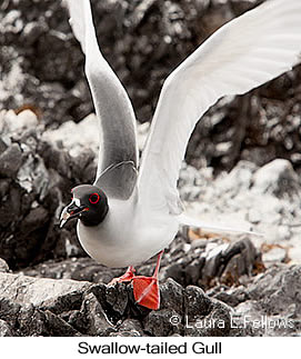 Swallow-tailed Gull - © Laura L Fellows and Exotic Birding LLC