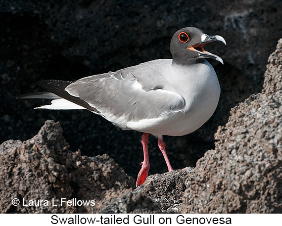 Swallow-tailed Gull - © Laura L Fellows and Exotic Birding Tours