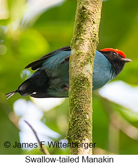 Swallow-tailed Manakin - © James F Wittenberger and Exotic Birding LLC
