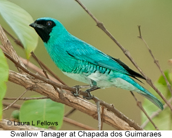 Swallow Tanager - © Laura L Fellows and Exotic Birding LLC