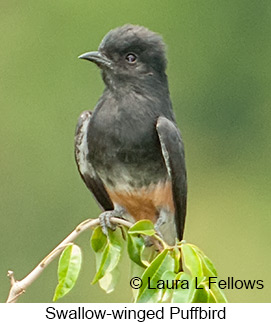 Swallow-winged Puffbird - © Laura L Fellows and Exotic Birding LLC