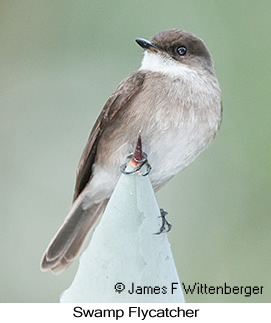 Swamp Flycatcher - © James F Wittenberger and Exotic Birding LLC