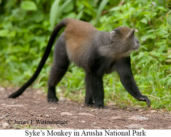 Syke's Monkey - © James F Wittenberger and Exotic Birding LLC