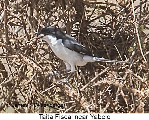 Taita Fiscal - © James F Wittenberger and Exotic Birding LLC