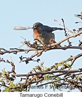 Tamarugo Conebill - © James F Wittenberger and Exotic Birding LLC