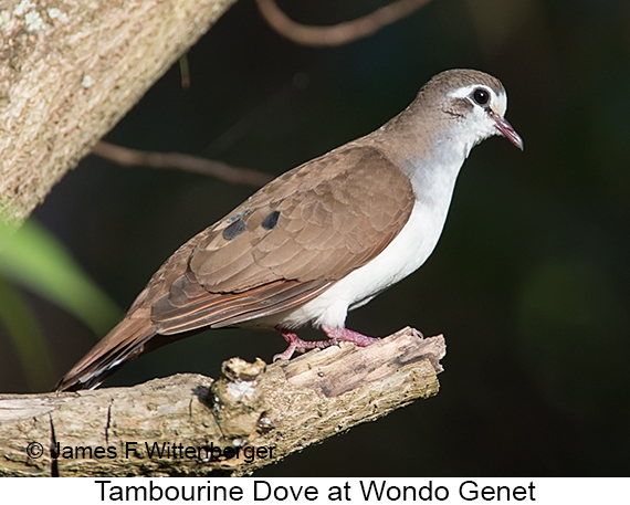 Tambourine Dove - © James F Wittenberger and Exotic Birding LLC