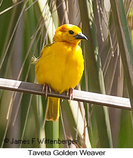 Taveta Golden-Weaver - © James F Wittenberger and Exotic Birding LLC