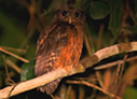 Tawny-bellied Screech-Owl - © Laura L Fellows and Exotic Birding LLC