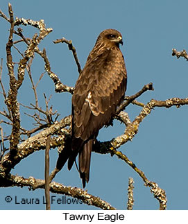 Tawny Eagle - © Laura L Fellows and Exotic Birding LLC