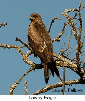 Tawny Eagle - © Laura L Fellows and Exotic Birding LLC