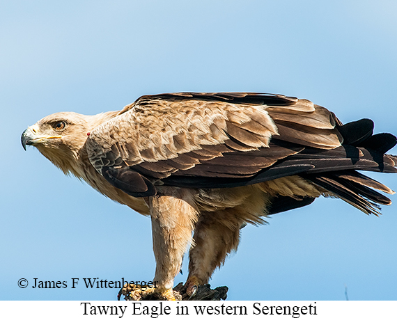 Tawny Eagle - © James F Wittenberger and Exotic Birding LLC