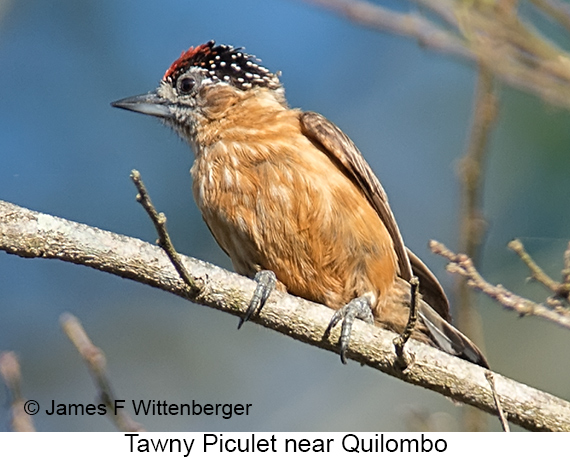Tawny Piculet - © James F Wittenberger and Exotic Birding LLC