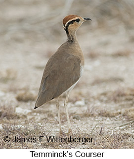 Temminck's Courser - © James F Wittenberger and Exotic Birding LLC