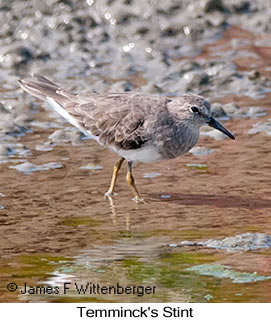 Temminck's Stint - © James F Wittenberger and Exotic Birding LLC