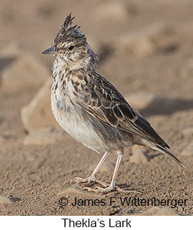 Thekla's Lark - © James F Wittenberger and Exotic Birding LLC