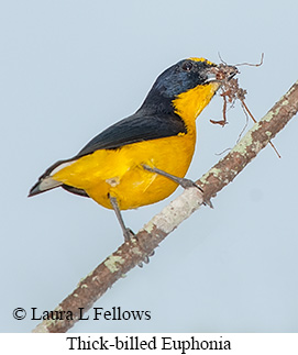 Thick-billed Euphonia - © Laura L Fellows and Exotic Birding LLC