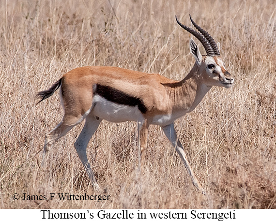 Thomson's Gazelle - © James F Wittenberger and Exotic Birding LLC