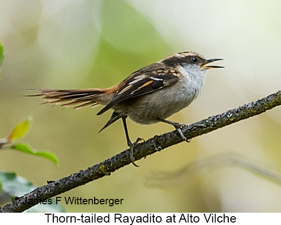 Thorn-tailed Rayadito - © James F Wittenberger and Exotic Birding LLC